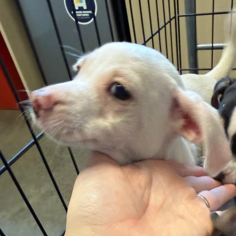 A baby small-sized female White / Cream Chihuahua dog named Bunny for adoption in Wilmington, DE