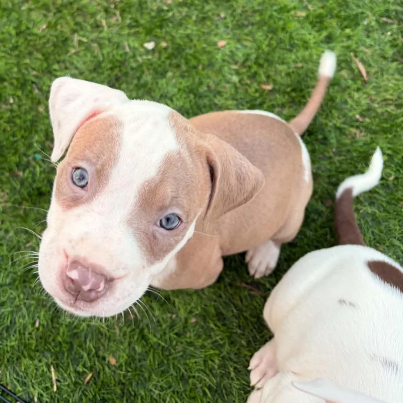 A baby medium-sized female White / Cream Pit Bull Terrier dog named Kit for adoption in Normal, IL