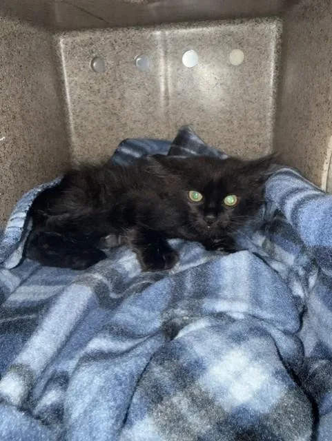 A baby large-sized male Domestic Short Hair cat named Mickey for adoption in Stockton, CA