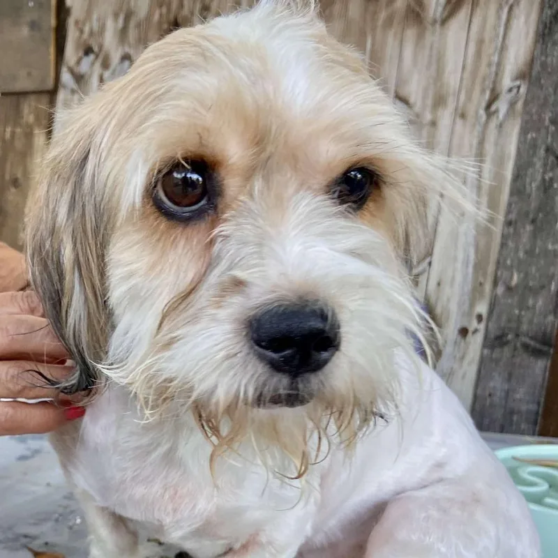 An adult small-sized male Yellow / Tan / Blond / Fawn Mixed Breed dog named Beethoven for adoption in Wichita, KS