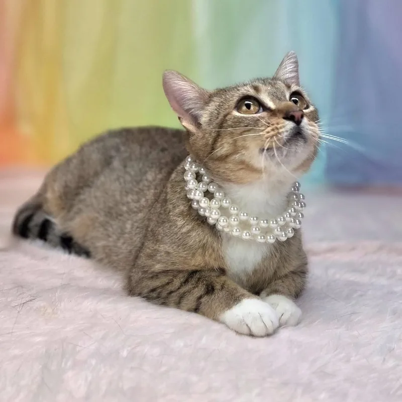 Bootsiec thumbnail 2