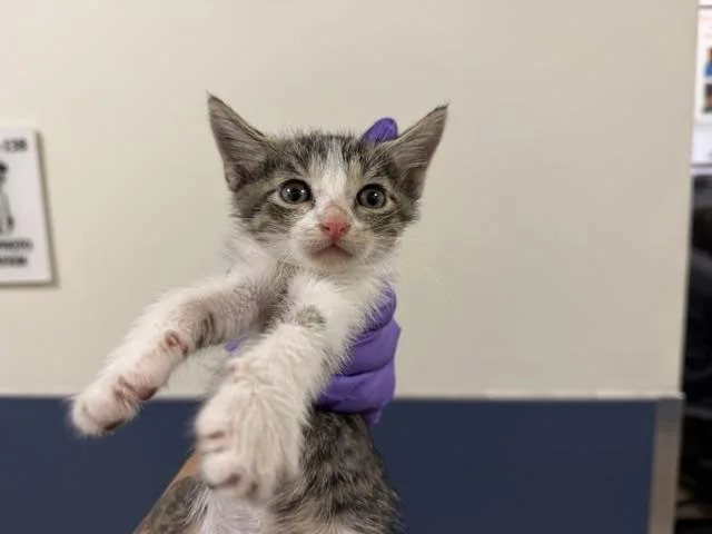 A baby small-sized female Domestic Short Hair cat named Popcorn for adoption in Miami, FL
