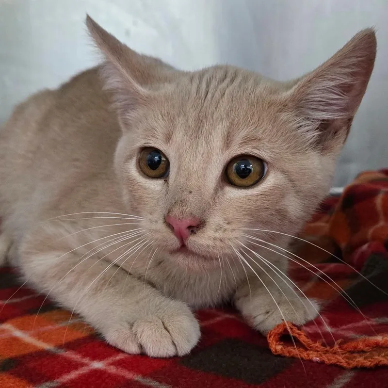 A baby small-sized male Buff / Tan / Fawn Domestic Short Hair cat named Sebastian for adoption in Idaho Falls, ID