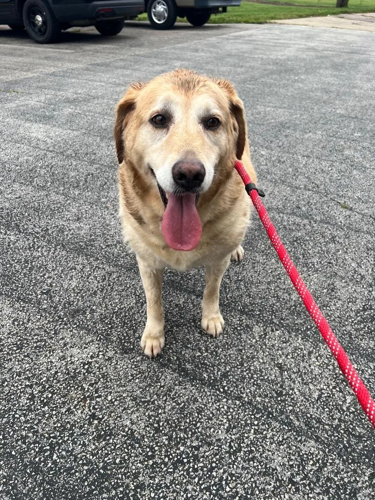 A senior large-sized female Golden Retriever dog named Molli for adoption in Troy, OH