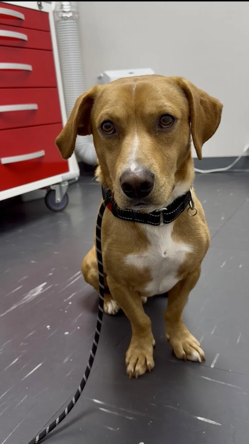 An adult medium-sized male Dachshund dog named Rusty for adoption in Powell, OH