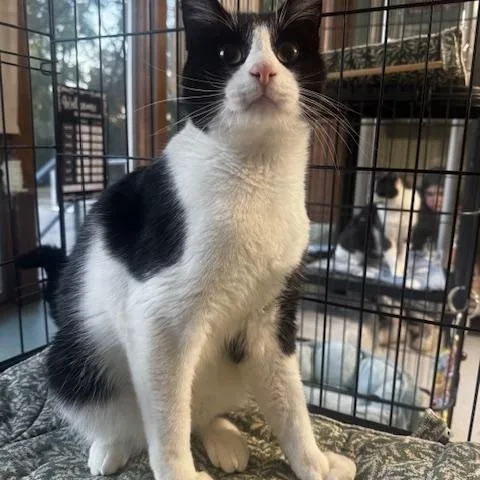 An adult medium-sized male Domestic Short Hair cat named Ed for adoption in Hutchinson, MN