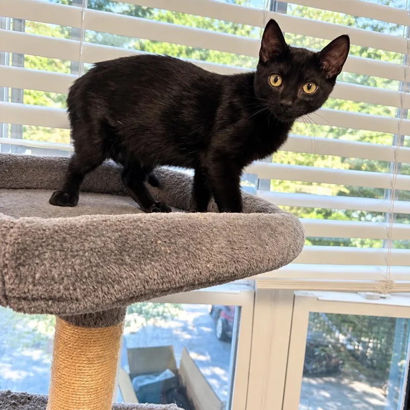 A baby small-sized male Black Domestic Short Hair cat named Nero for adoption in Port Neches, TX