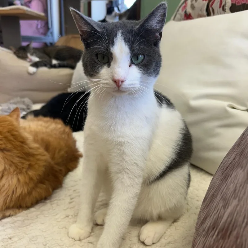 A young small-sized male Gray / Blue / Silver Domestic Short Hair cat named Desi for adoption in Philadelphia, PA