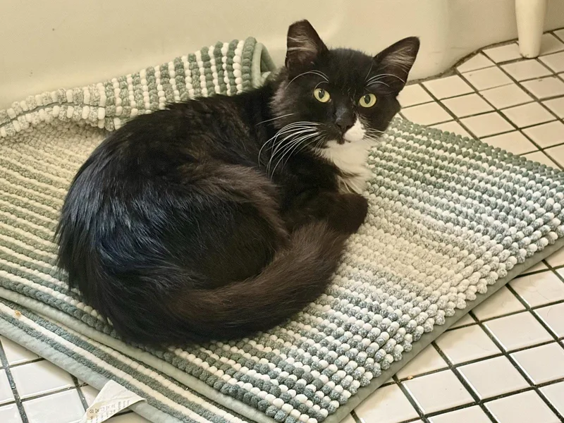 An adult large-sized male Tuxedo cat named Mister for adoption in Long Beach, CA