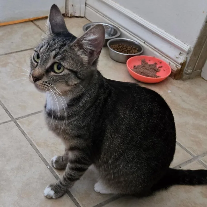 A young medium-sized female Brown / Chocolate Domestic Short Hair cat named Mila's mom for adoption in Long Beach, CA