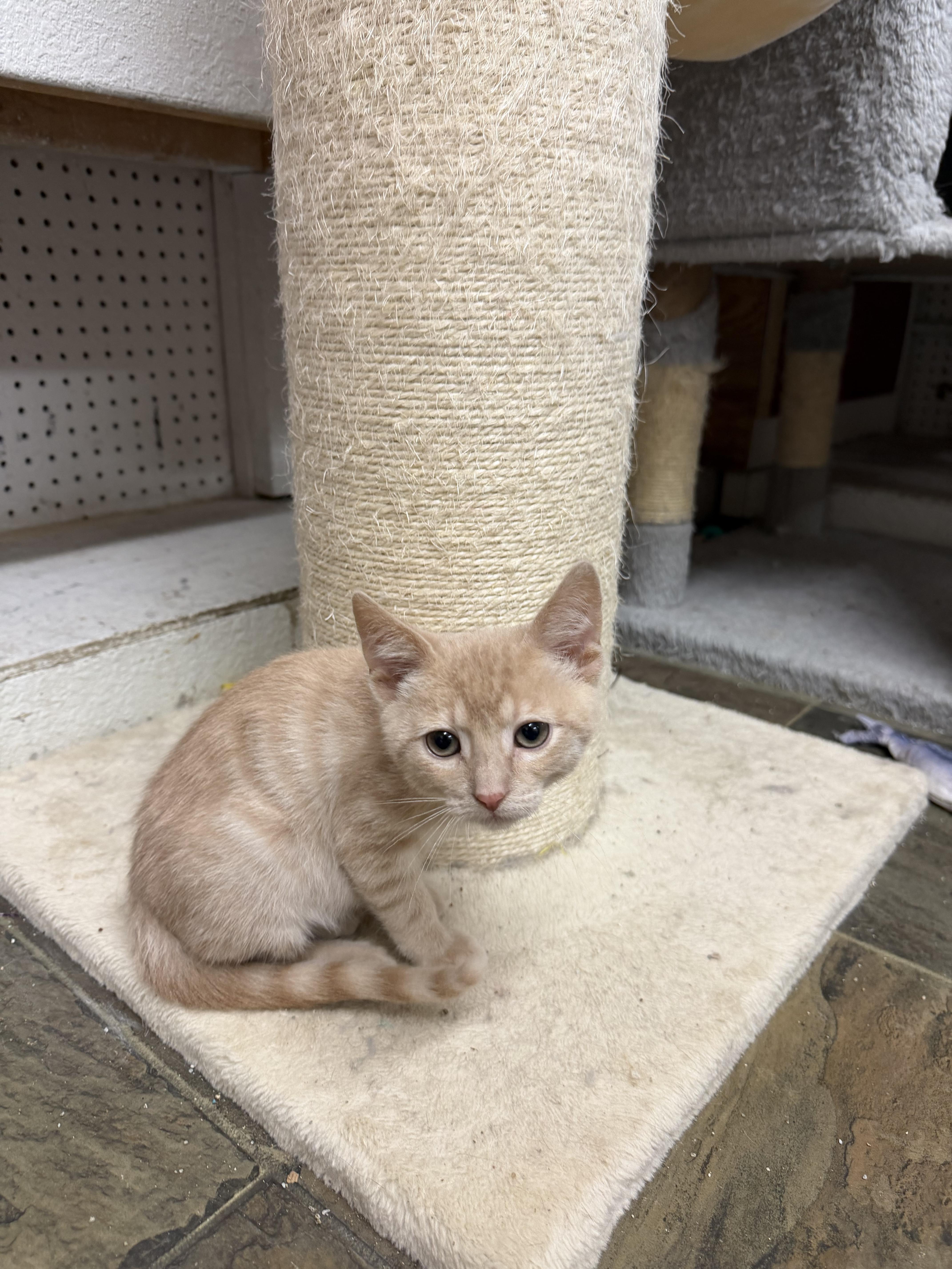 A baby small-sized male Buff / Tan / Fawn Domestic Short Hair cat named Max for adoption in Mauston, WI