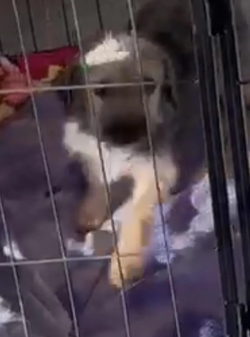 A young small-sized female Terrier dog named Cherry for adoption in Woodland, CA