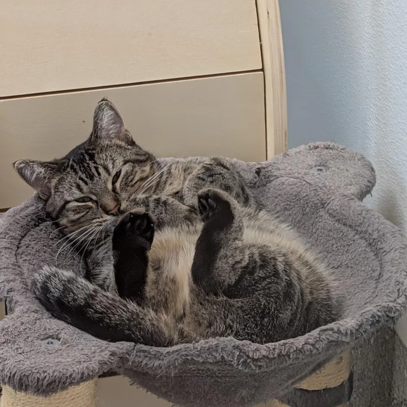 Gemelli
