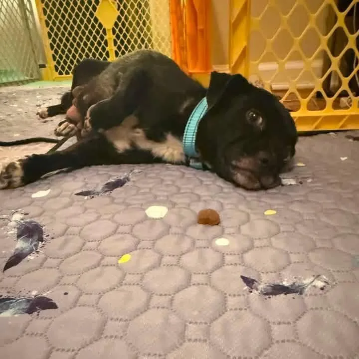 An adult small-sized female Black Mixed Breed dog named Peanut Butter for adoption in Fredericksburg, VA