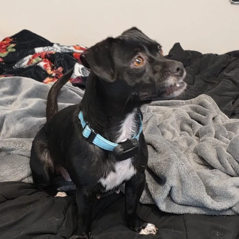 Peanut Butter thumbnail 2