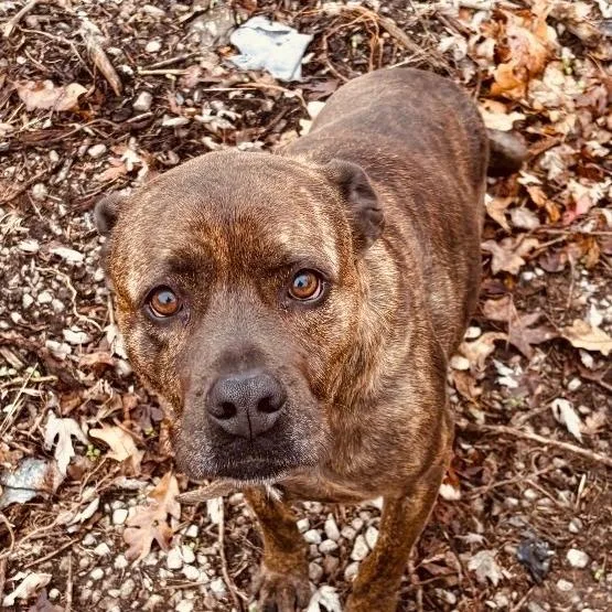 An adult large-sized female Brindle Pit Bull Terrier dog named Charm for adoption in Rogersville, MO