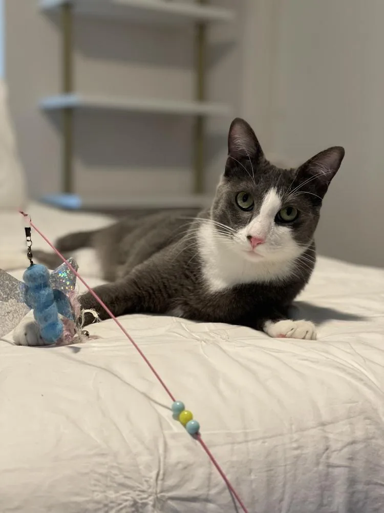 A young medium-sized male Domestic Short Hair cat named Remy for adoption in Dallas, TX
