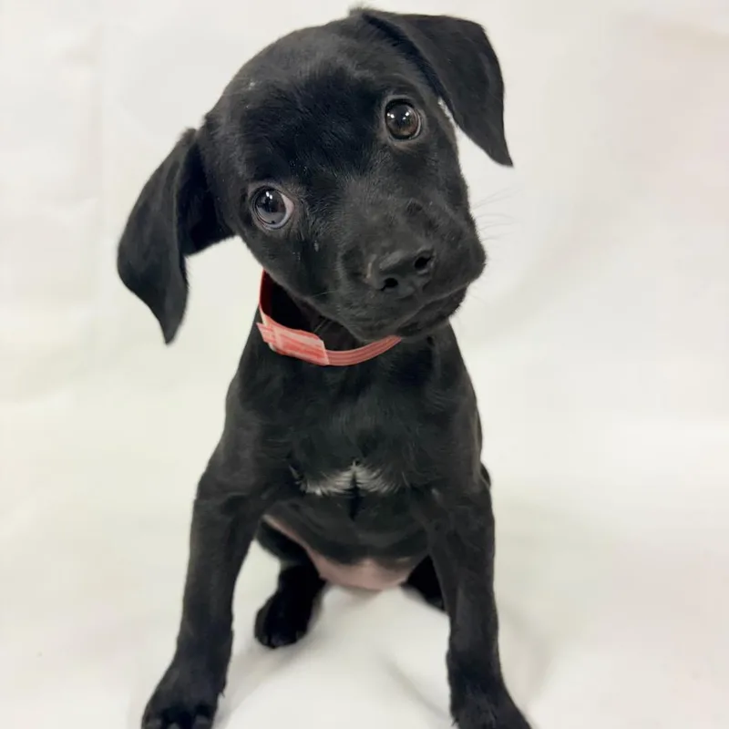 A baby small-sized female Terrier dog named Wren for adoption in Parker, CO