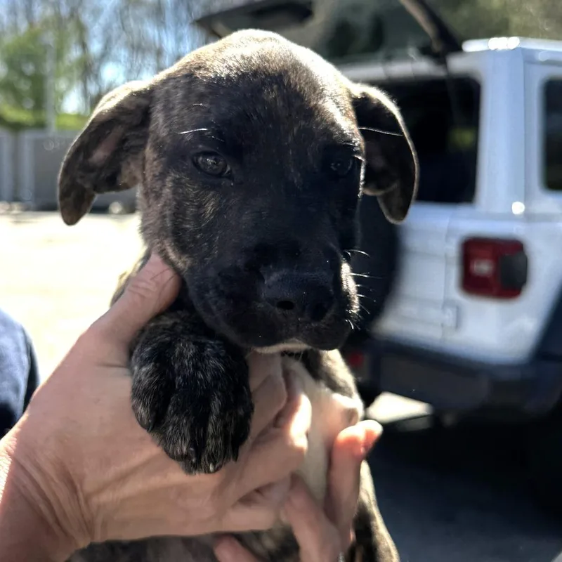 A baby medium-sized female Brindle Treeing Walker Coonhound dog named Ny Lilibet Avail Apr for adoption in Eastford, CT