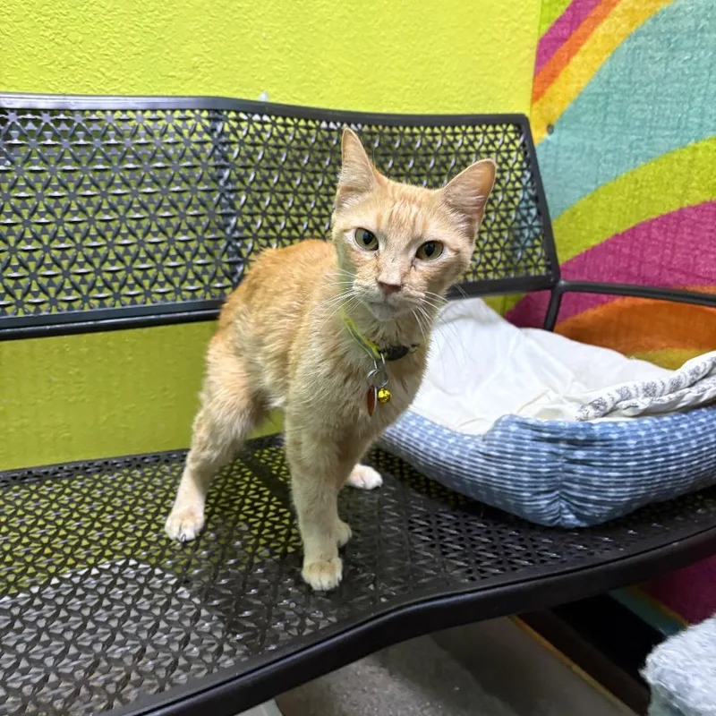 A senior medium-sized female Orange / Red Domestic Short Hair cat named Chevy for adoption in Springfield, MO
