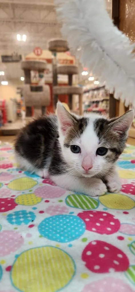 A baby medium-sized male Domestic Short Hair cat named Meerkat for adoption in Tampa, FL