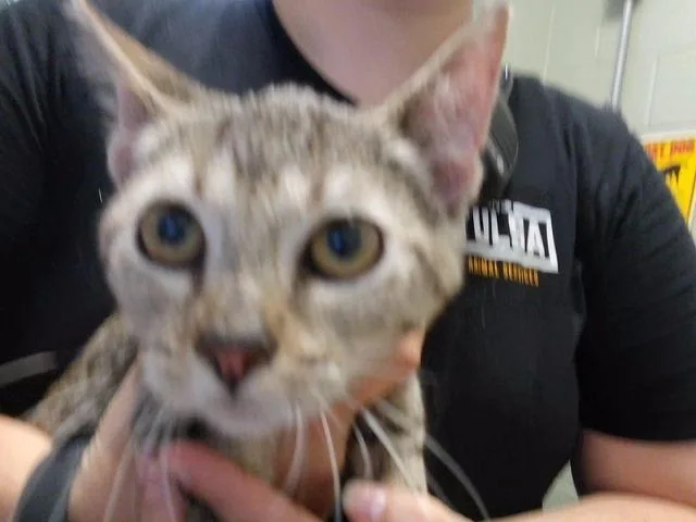 A baby small-sized female Domestic Short Hair cat named Kaiser for adoption in Tulsa, OK