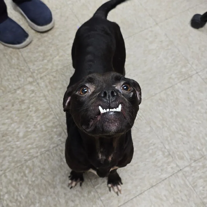 An adult medium-sized female Black Pit Bull Terrier dog named Nova II for adoption in Milan, IL
