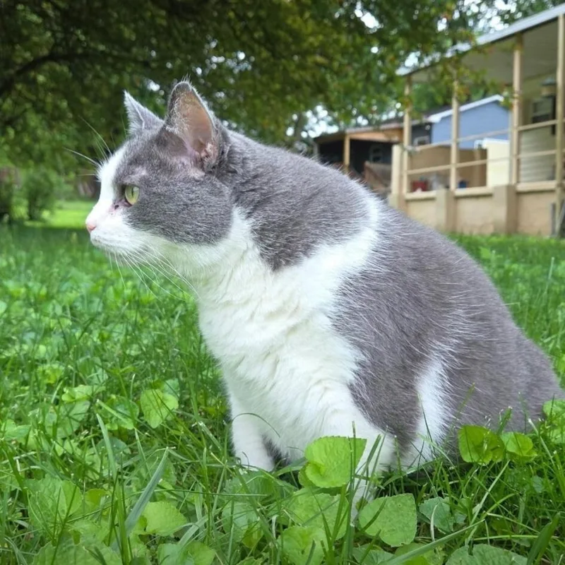 An adult large-sized female Domestic Short Hair cat named Shady for adoption in Maryville, TN