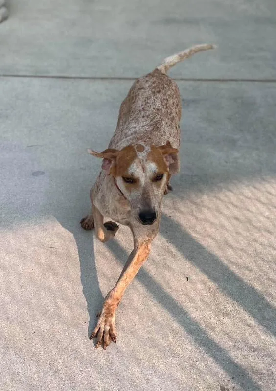 An adult medium-sized male English Coonhound dog named Jason for adoption in Burgaw, NC