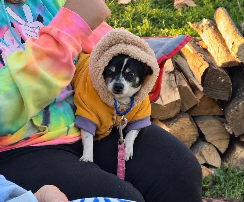 An adult small-sized male Chihuahua dog named Sparky for adoption in Toledo, OH