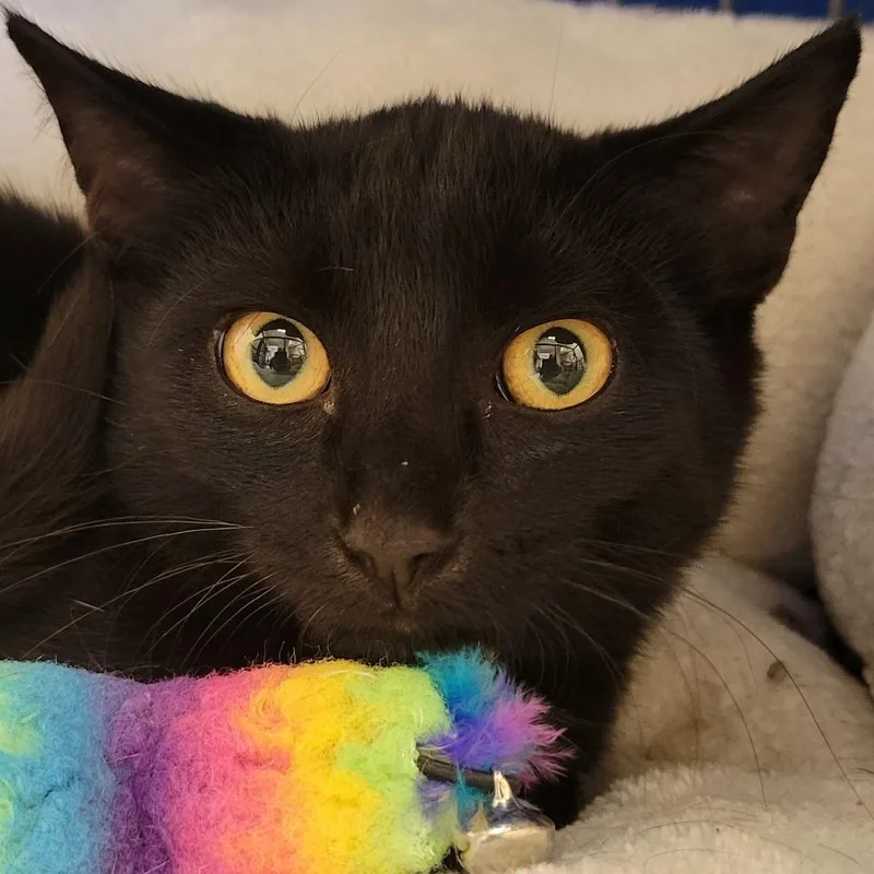 A baby small-sized male Black Domestic Short Hair cat named Sparky for adoption in Milan, IL