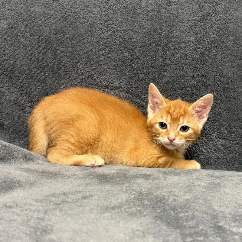 A baby medium-sized male Domestic Short Hair cat named Cheese for adoption in Brenham, TX