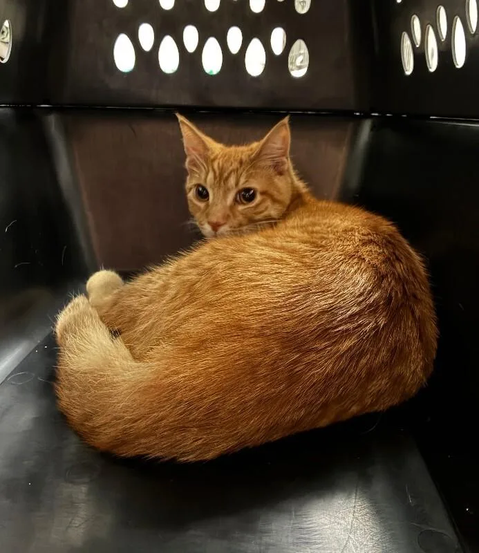 A young small-sized male Tabby (Orange / Red) Domestic Short Hair cat named Neon for adoption in Cincinnati, OH