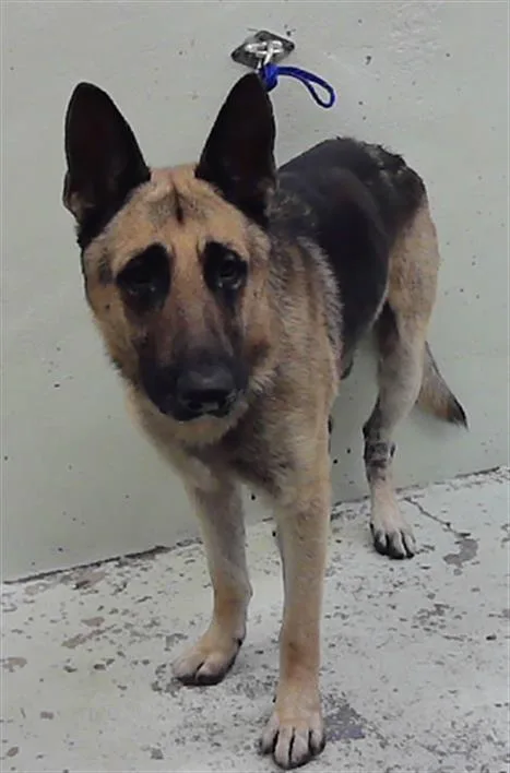An adult large-sized male German Shepherd Dog dog named Hunter for adoption in Houston, TX