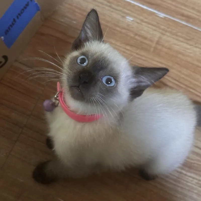A baby small-sized female Siamese cat named Pinkie for adoption in Westminster, CA