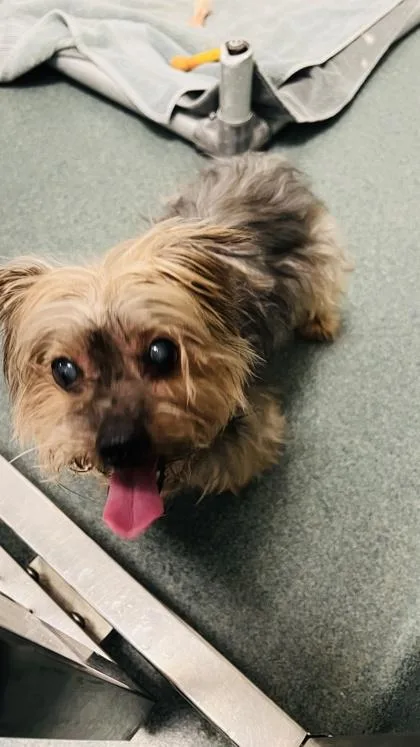 An adult small-sized female Mixed Breed dog named Jenny for adoption in Fairfax, VA