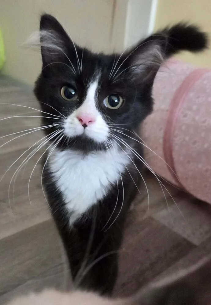 A baby small-sized female Black & White / Tuxedo Domestic Medium Hair cat named Birdie for adoption in Salisbury, NC