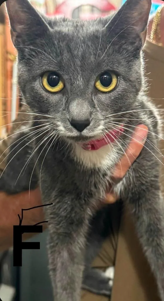 A baby small-sized female Domestic Short Hair cat named Nala for adoption in Darien, GA