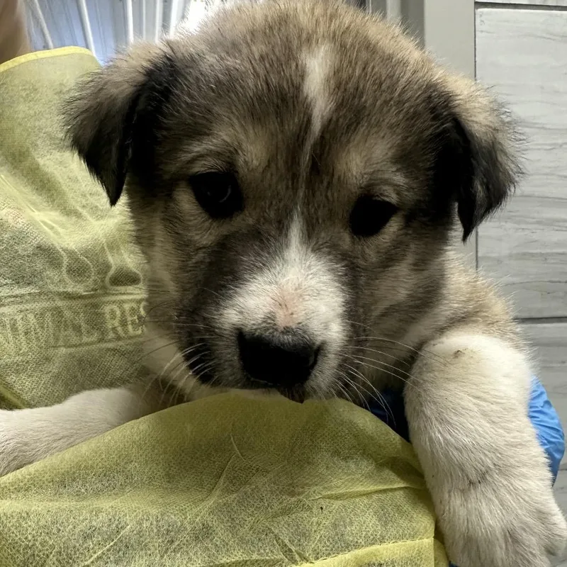 A baby medium-sized male Yellow / Tan / Blond / Fawn Great Pyrenees dog named Bug for adoption in Muncie, IN