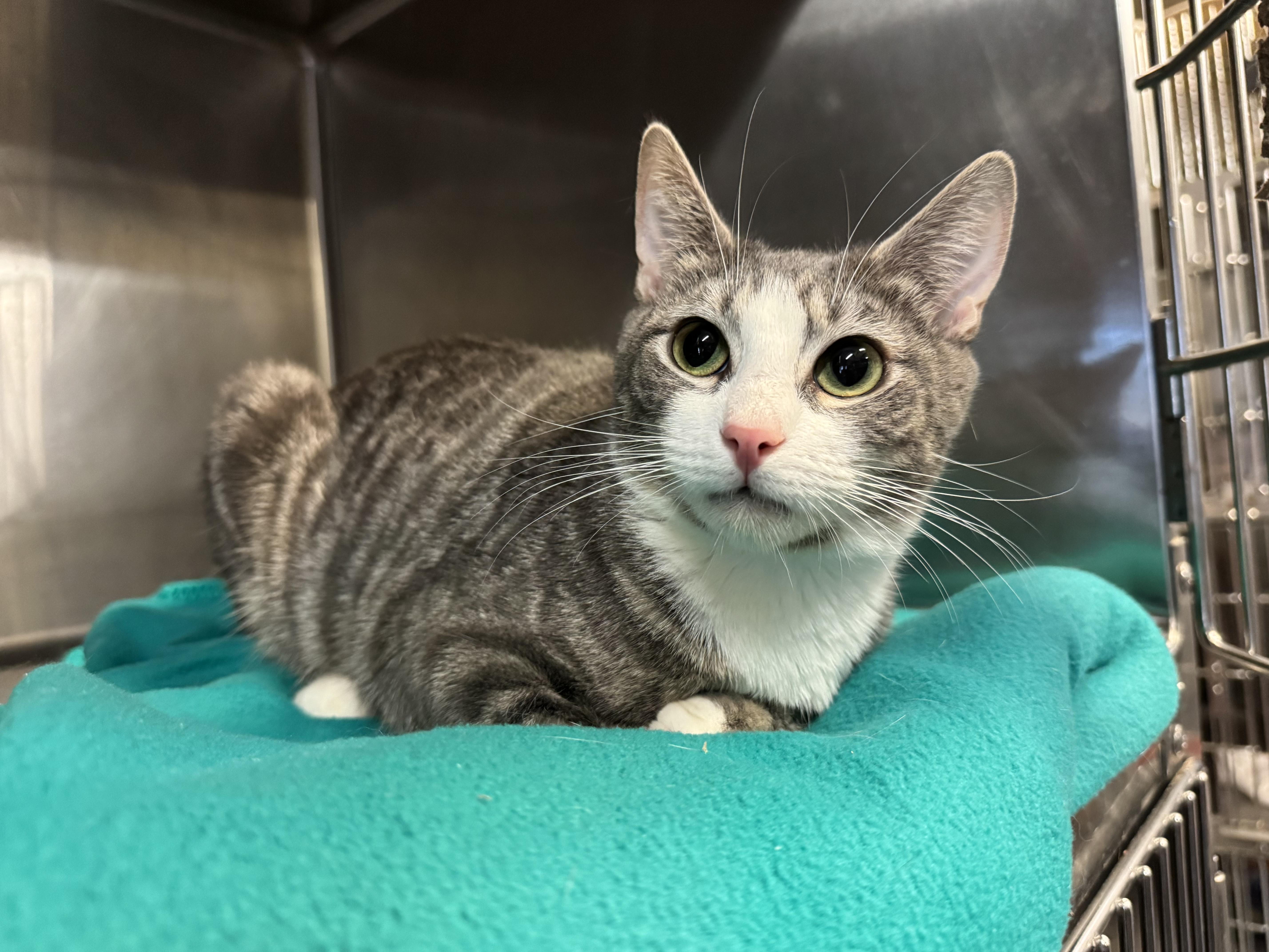 A young medium-sized female Domestic Short Hair cat named Isabella for adoption in Old Bridge, NJ