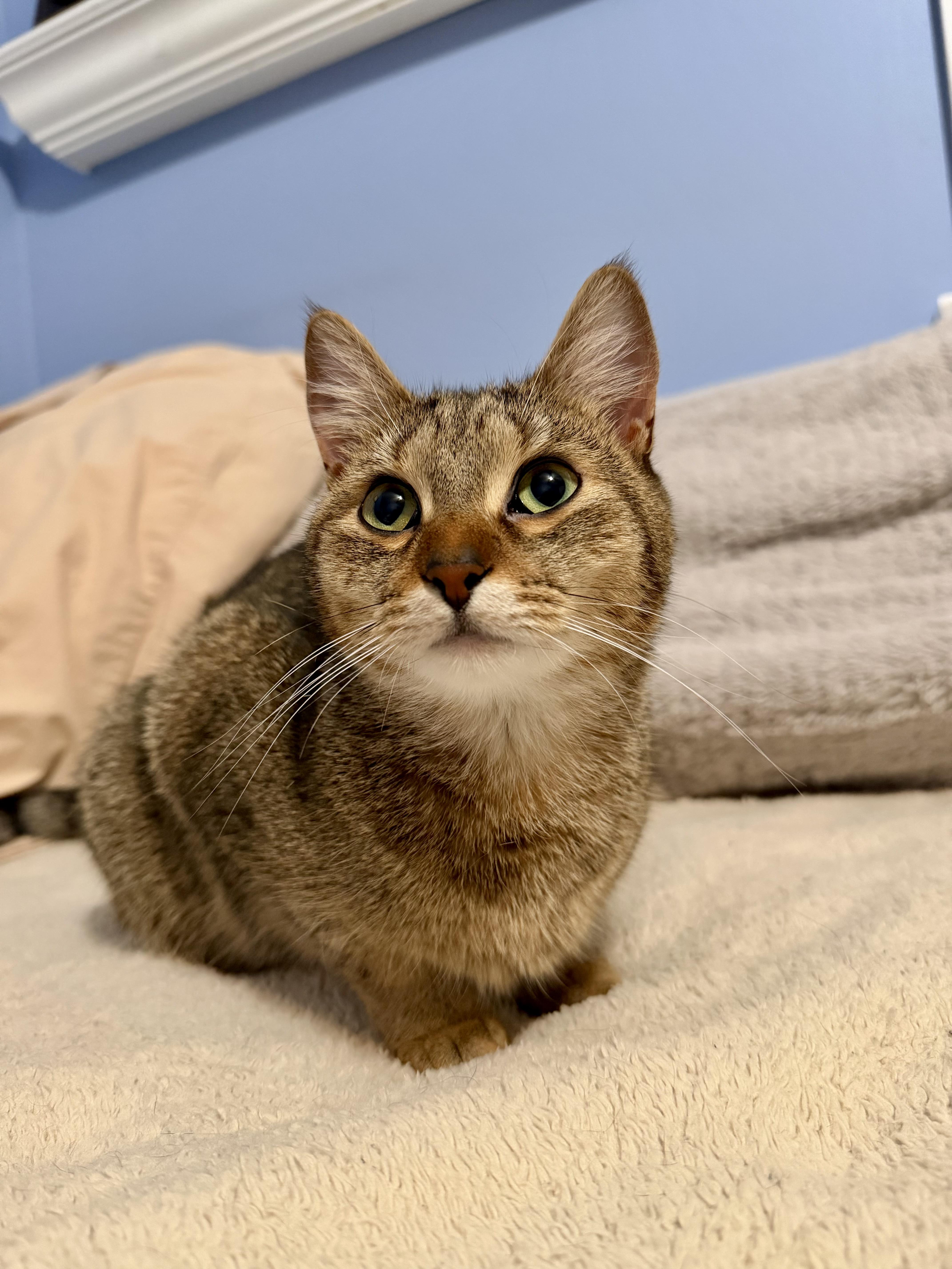 A young medium-sized female Tabby (Tiger Striped) Domestic Short Hair cat named Cici & Kiki for adoption in Andover, CT