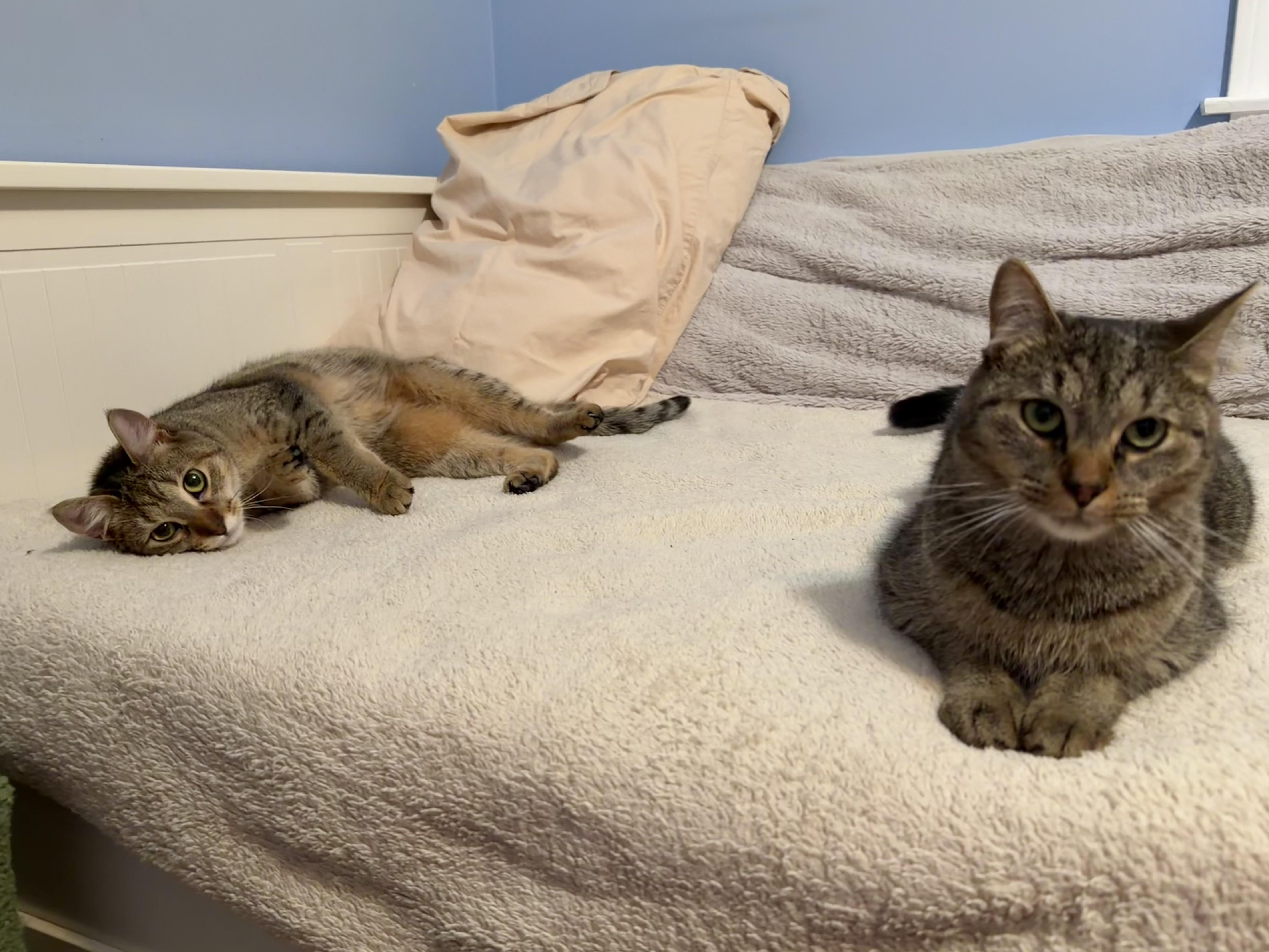 Cici & Kiki thumbnail 3