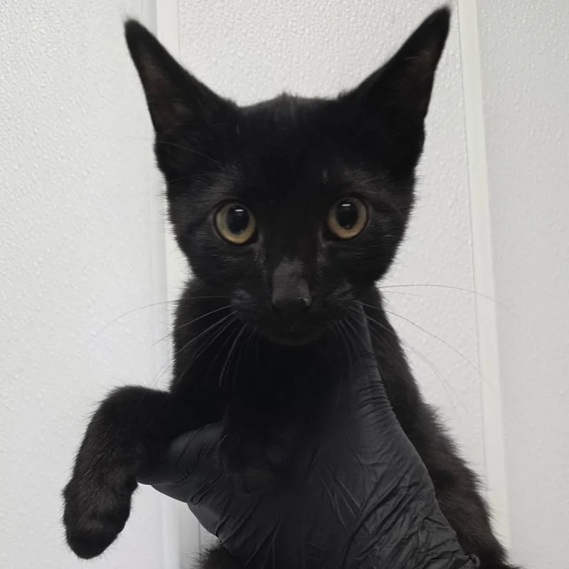 A baby small-sized female Black Domestic Short Hair cat named Ziggy for adoption in Abilene, TX