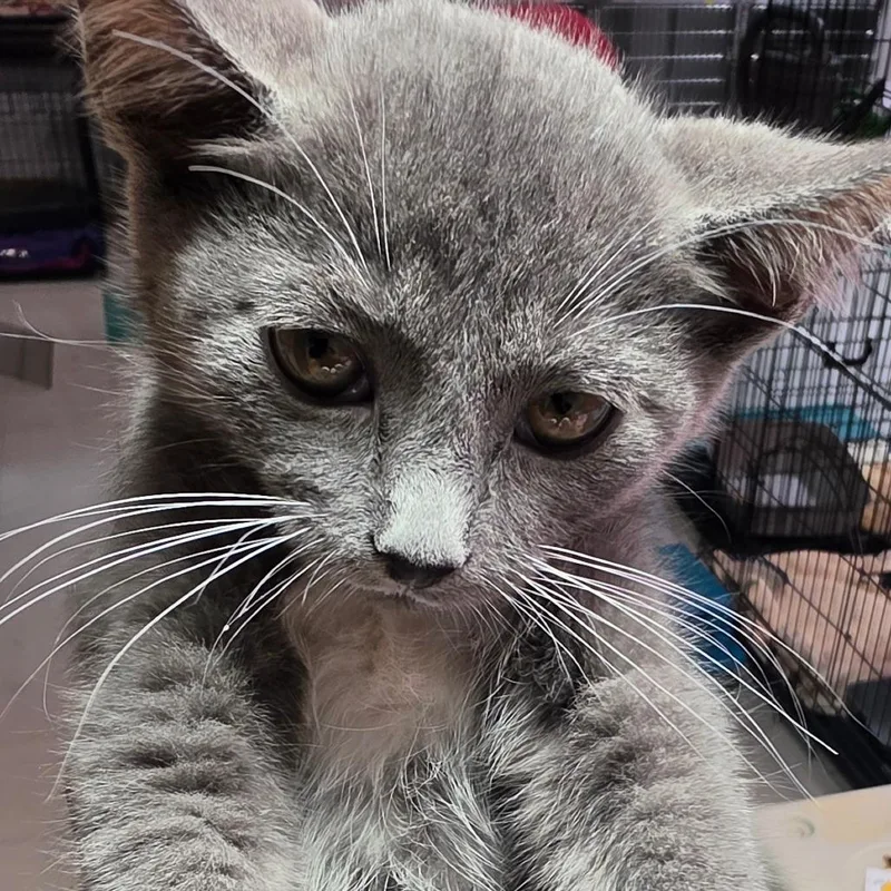 A baby small-sized female Gray / Blue / Silver Domestic Short Hair cat named Scissors for adoption in Leander, TX