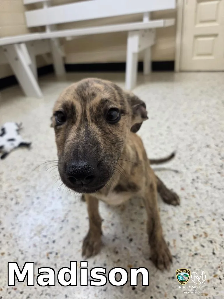 A baby medium-sized female Pit Bull Terrier dog named Madison for adoption in Rocky Mount, NC