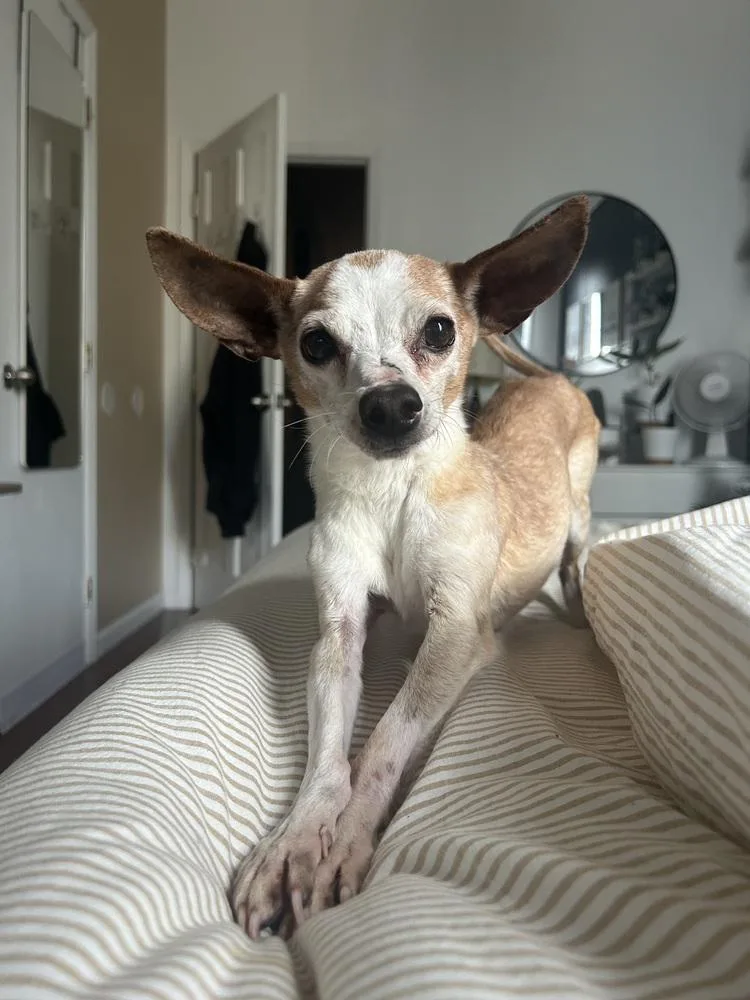 A senior small-sized male White / Cream Chihuahua dog named Oscar for adoption in New York, NY