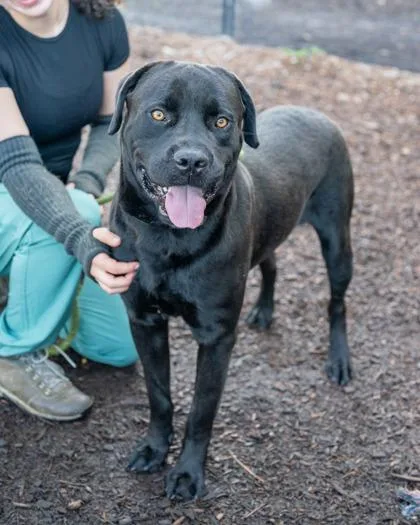 An adult extra large-sized male Mixed Breed dog named Dolby for adoption in Chamblee, GA