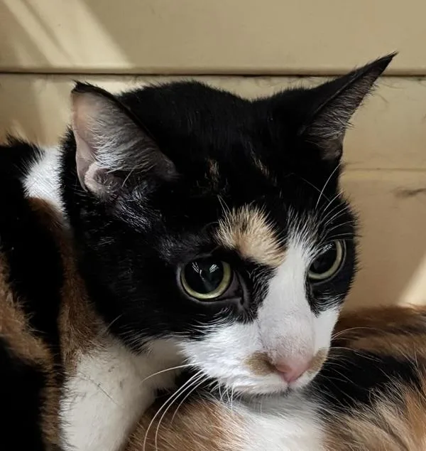 An adult medium-sized female Domestic Short Hair cat named Autumn Time for adoption in Ridgewood, NY
