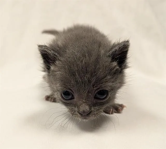 A baby small-sized male Domestic Short Hair cat named Toro for adoption in Ontario, CA