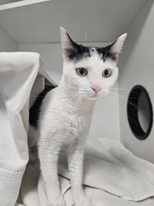 An adult medium-sized female Domestic Short Hair cat named Tuna for adoption in Savannah, GA